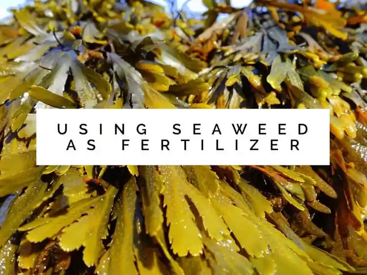seaweedfertilizer
